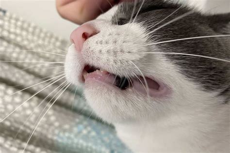 black spots on cat gums|black spots on cat gums pictures.